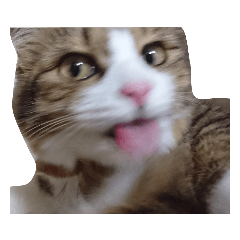 Anzu Cat Stamp 3