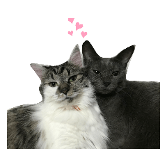 Anzu and Anzu friends cat stamp